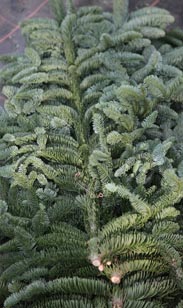 Nobilis-Tanne 5Kg