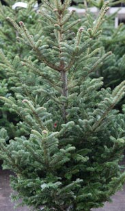Weihnachtsbaum getopft
