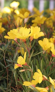Oenothera