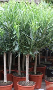 Oleander
