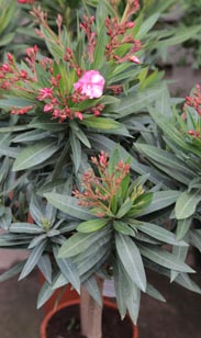Oleander