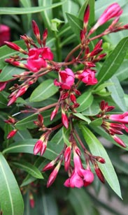 Oleander