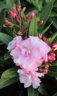Oleander