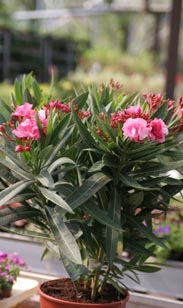 Oleander