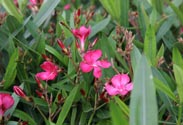 Oleander