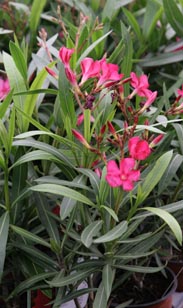 Oleander