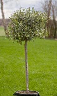 Solitär-Pflanze