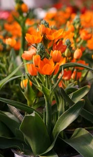 Orange-Milchstern