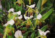 Orchidee Frauenschuh