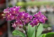 Orchidee Phalaenopsis