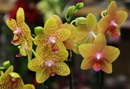 Orchidee Phalaenopsis