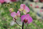 Orchidee Phalaenopsis