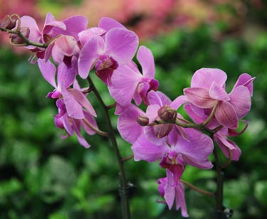 Orchidee Phalaenopsis
