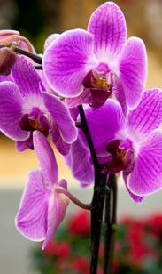 Orchidee Phalaenopsis