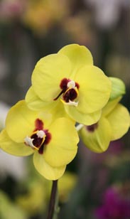 Orchidee Phalaenopsis