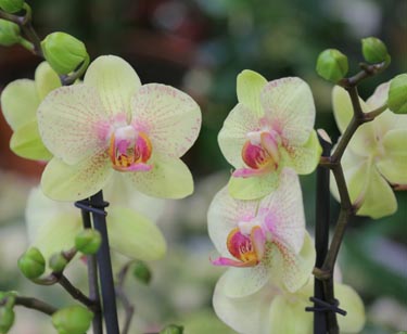 Orchidee Phalaenopsis