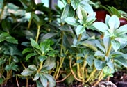 Pachysandra