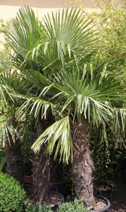 Freiland-Palme