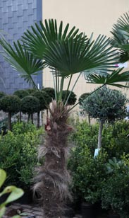 Freiland-Palme