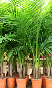 Palme