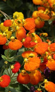 Pantoffelblume