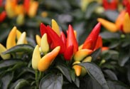 Paprika-Pflanze essbar