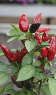 Paprika-Pflanze