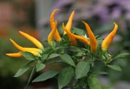 Paprika-Pflanze