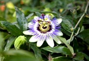 Passiflora