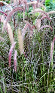 Pennistemon