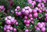 Pernettya