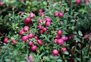 Pernettya
