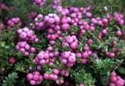 Pernettya