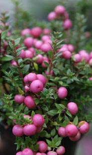Pernettya