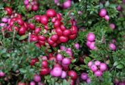 Pernettya
