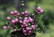 Pernettya