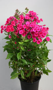 Sommerblüher