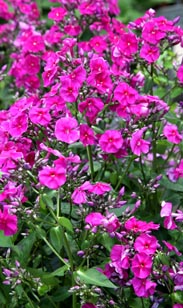 Phlox