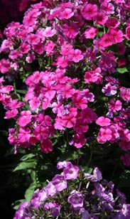 Phlox