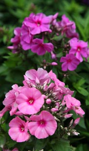 Phlox