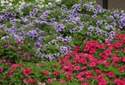 Phlox sub.