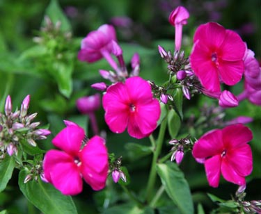 Phlox