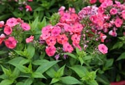 Phlox