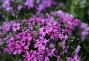Phlox