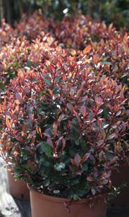 Photinia Busch