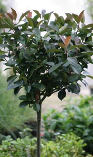 Photinia-Stämmchen
