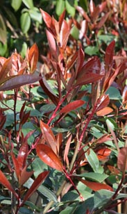 Photinia Red Robin