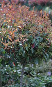 Photinia-Stämmchen