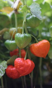 Physalis