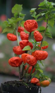 Physalis